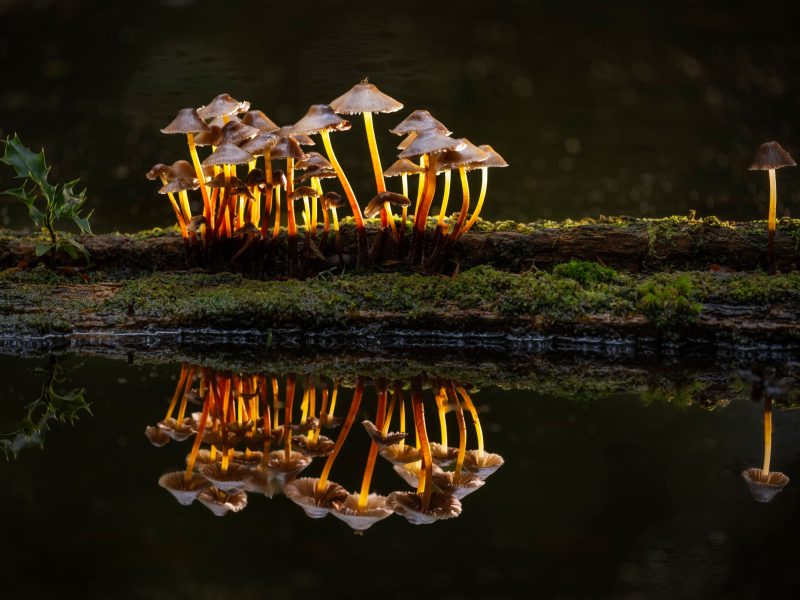 mushrooms reflected in a pool of water