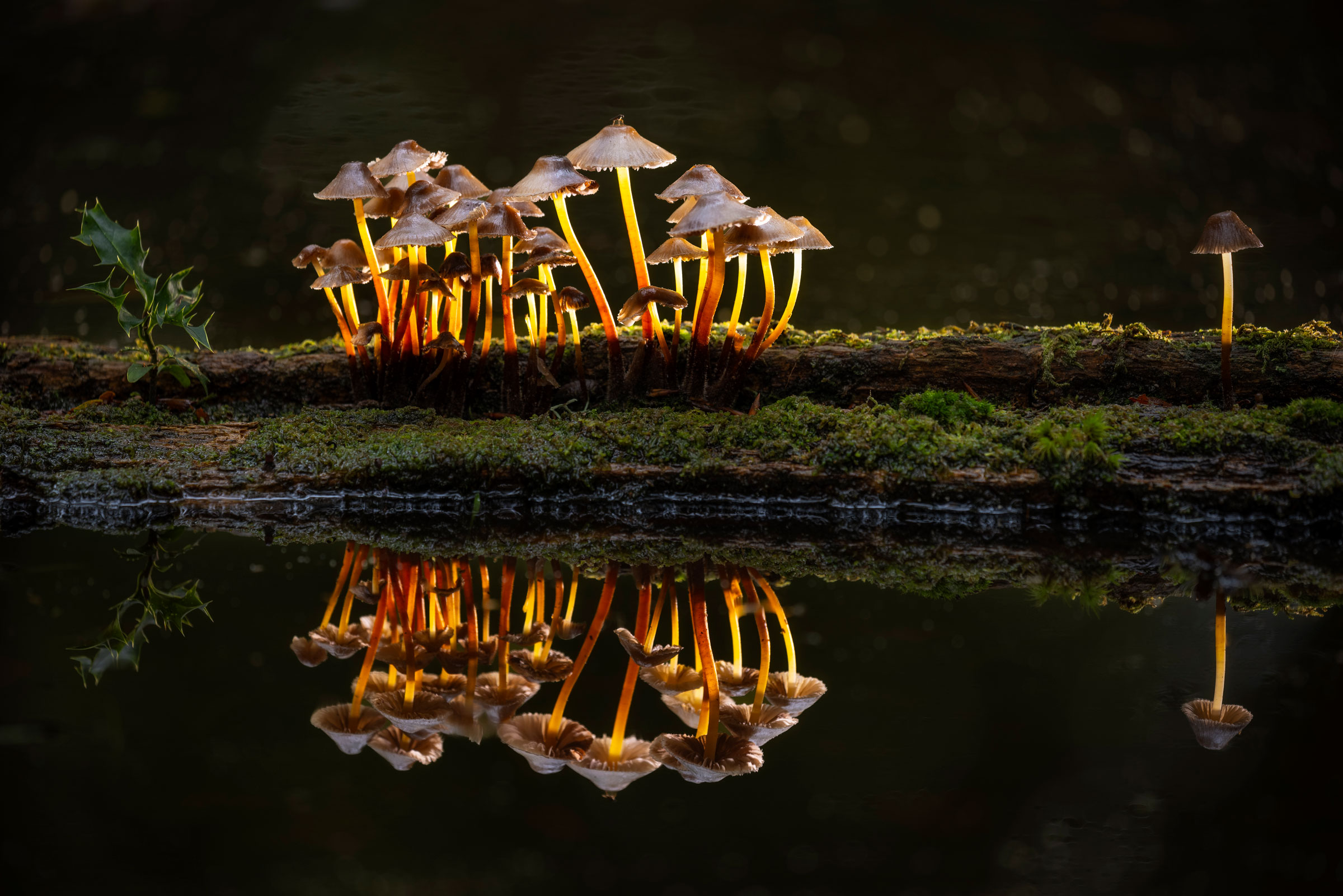 mushrooms reflected in a pool of water