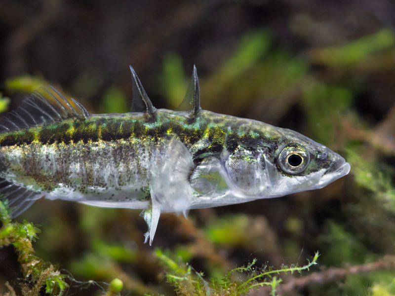 three-spined stickleback (Gasterosteus aculeatus)
