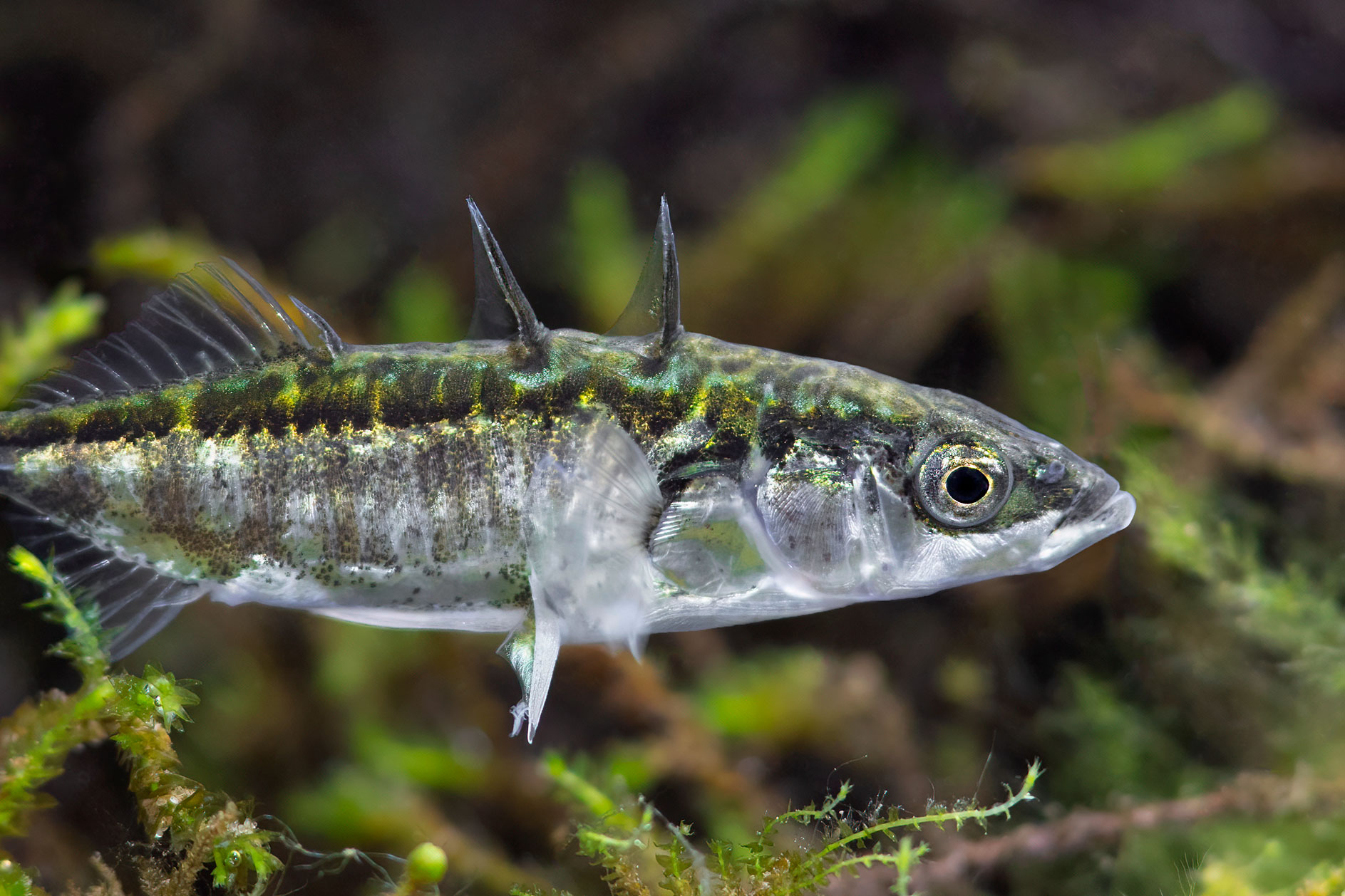 three-spined stickleback (Gasterosteus aculeatus)