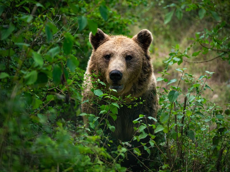 Marsican brown bear