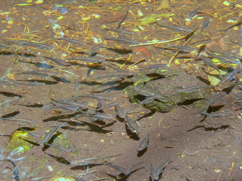 School of Gila topminnow (Poeciliopsis occidentalis)