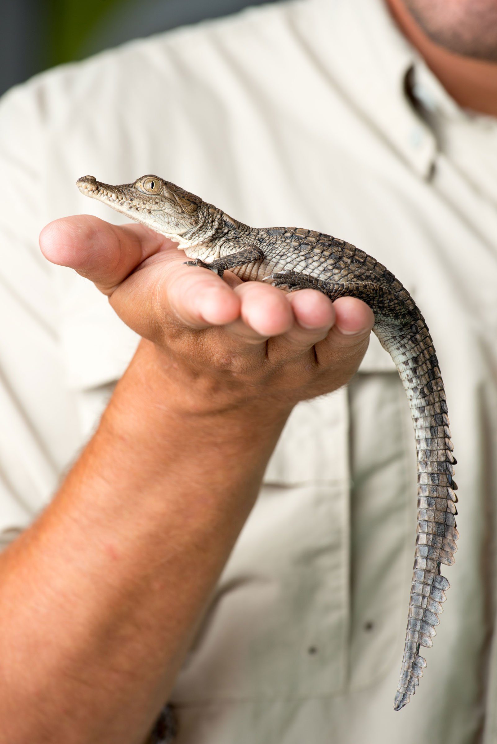 baby American crocodile