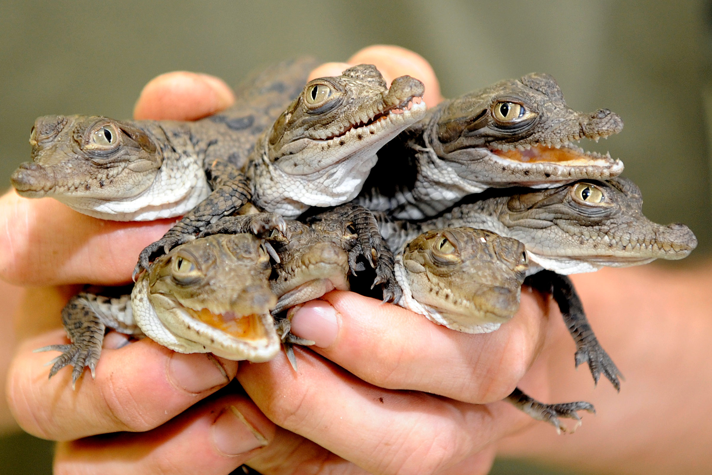 baby American crocodiles