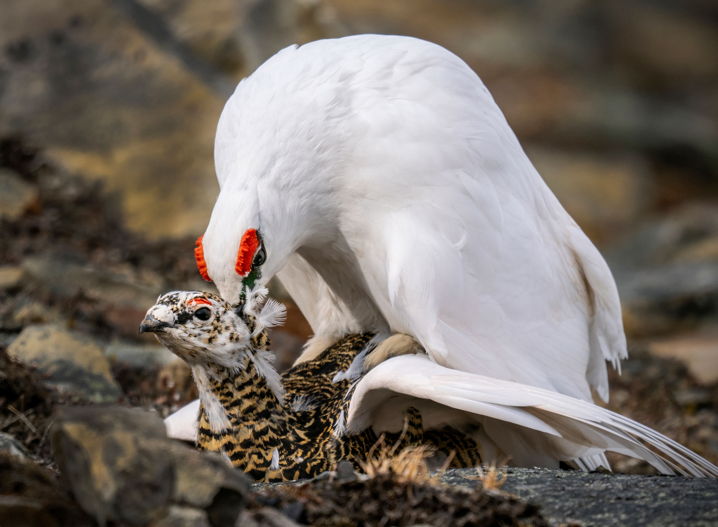 Svalbard rock ptarmigans mating