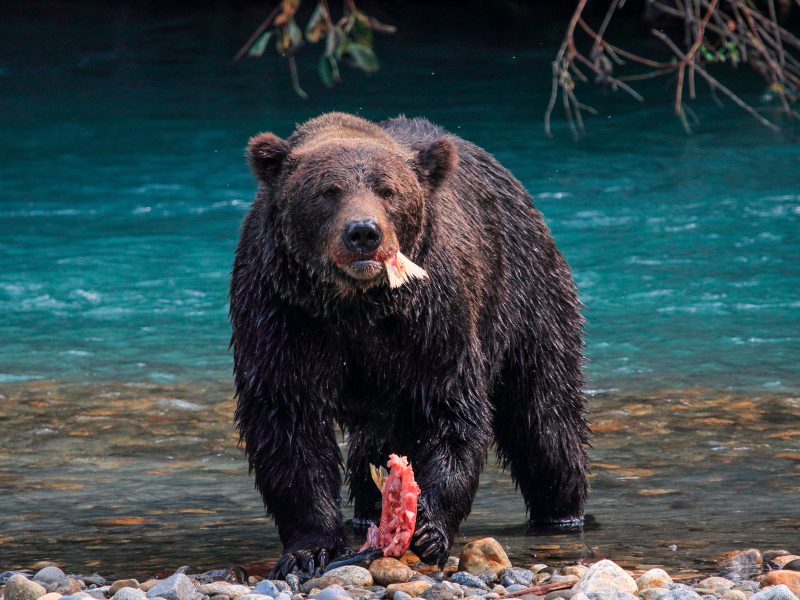 grizzly bear eating salmon
