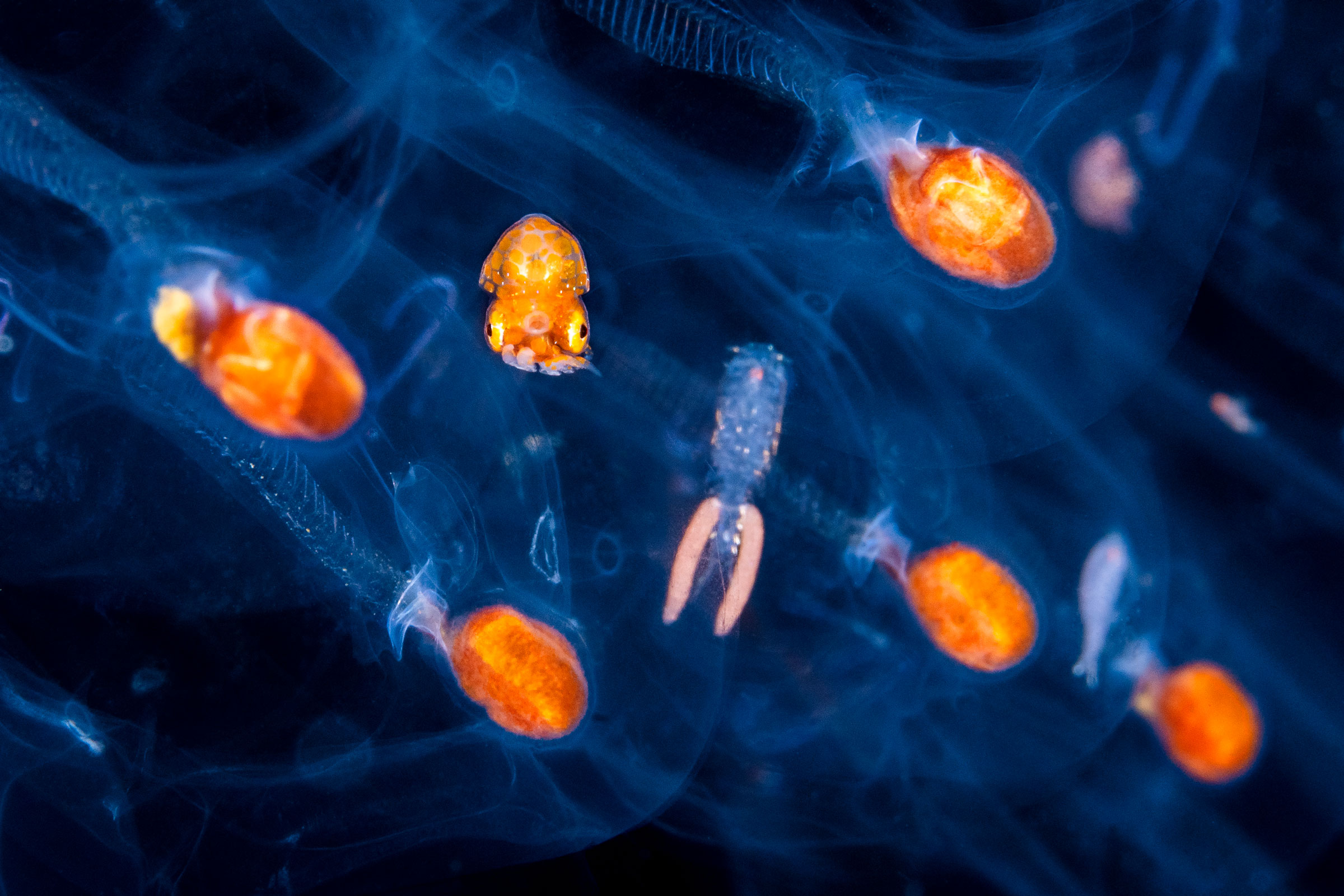 planktonic nautilus on salp
