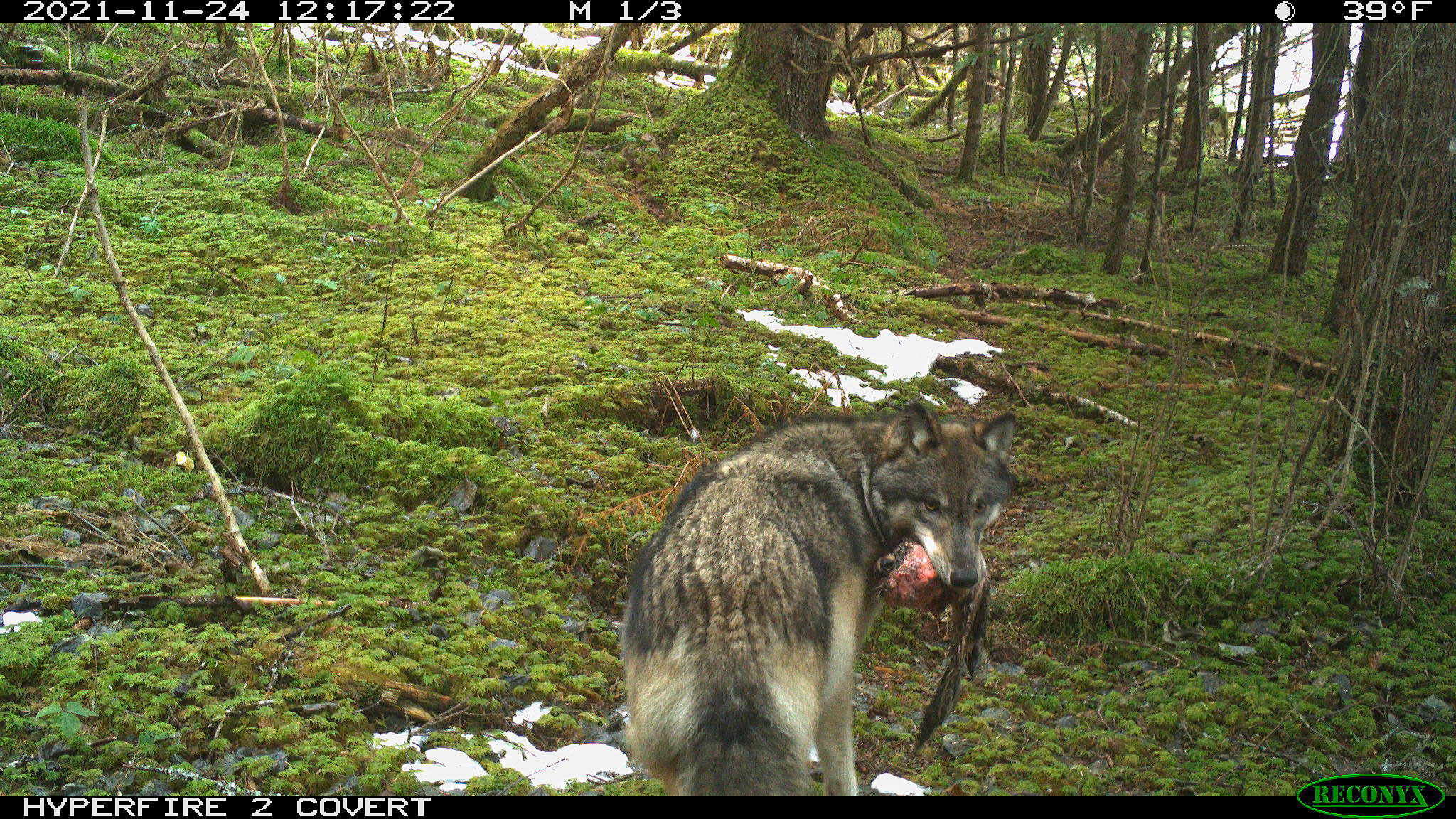 trail camera photo of a wolf with part of an otter in its mouth