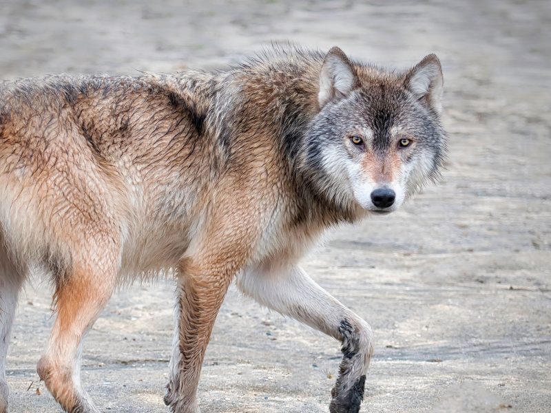 wolf on the beach