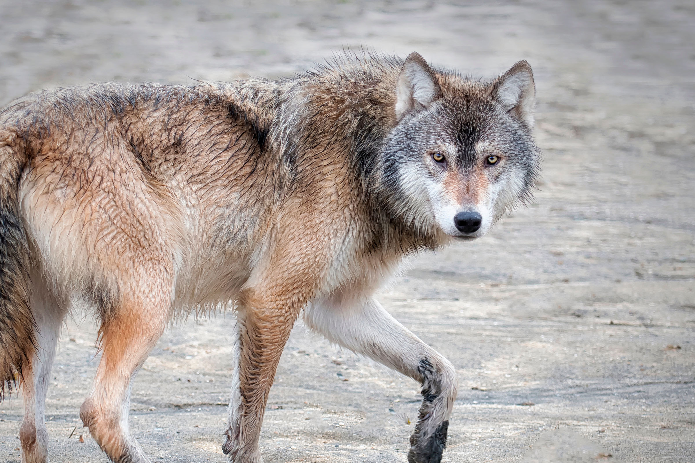 wolf on the beach