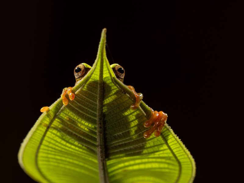 crown tree frog on a leaf