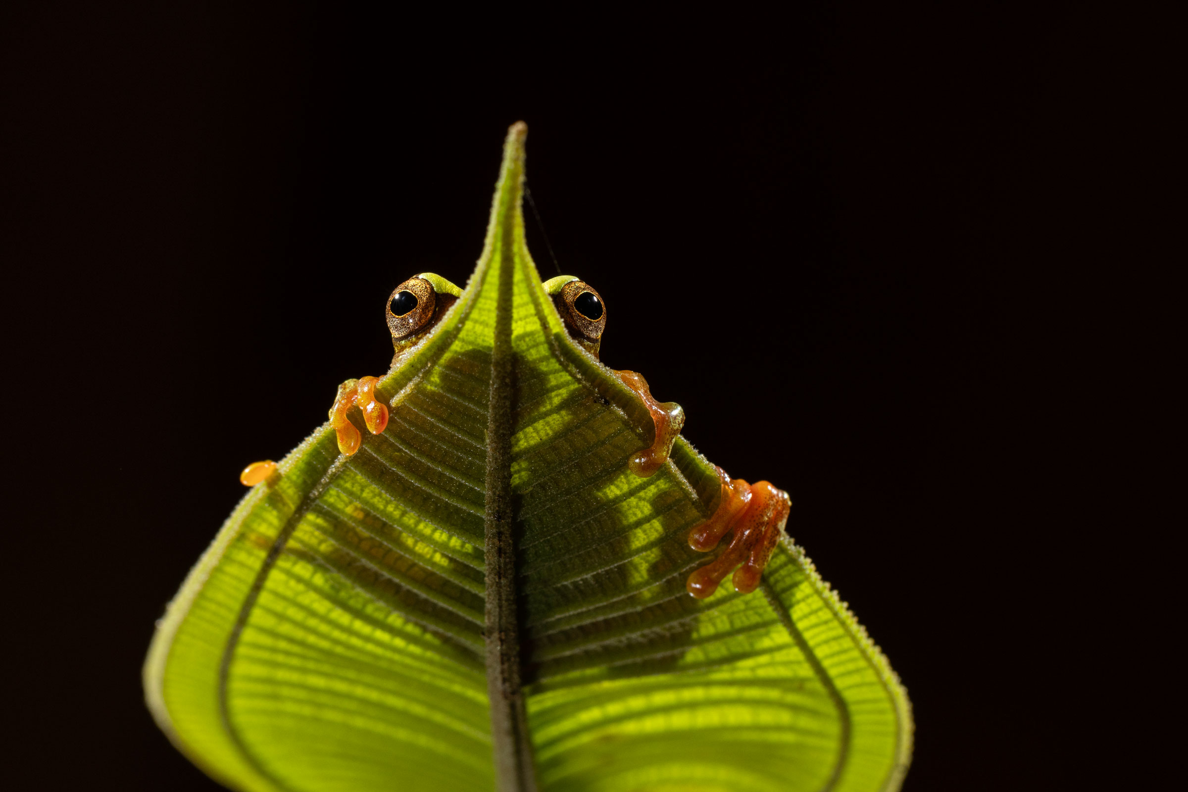 crown tree frog on a leaf