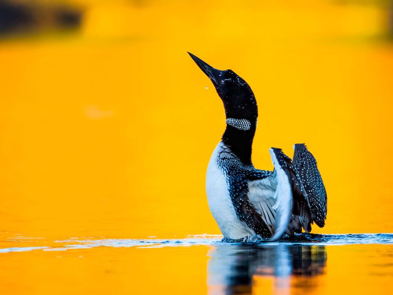 common loon