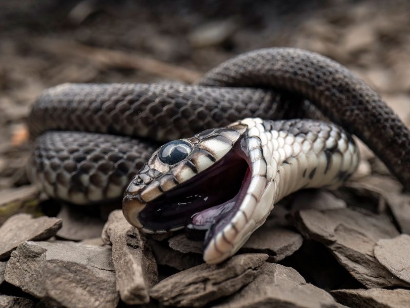 grass snake