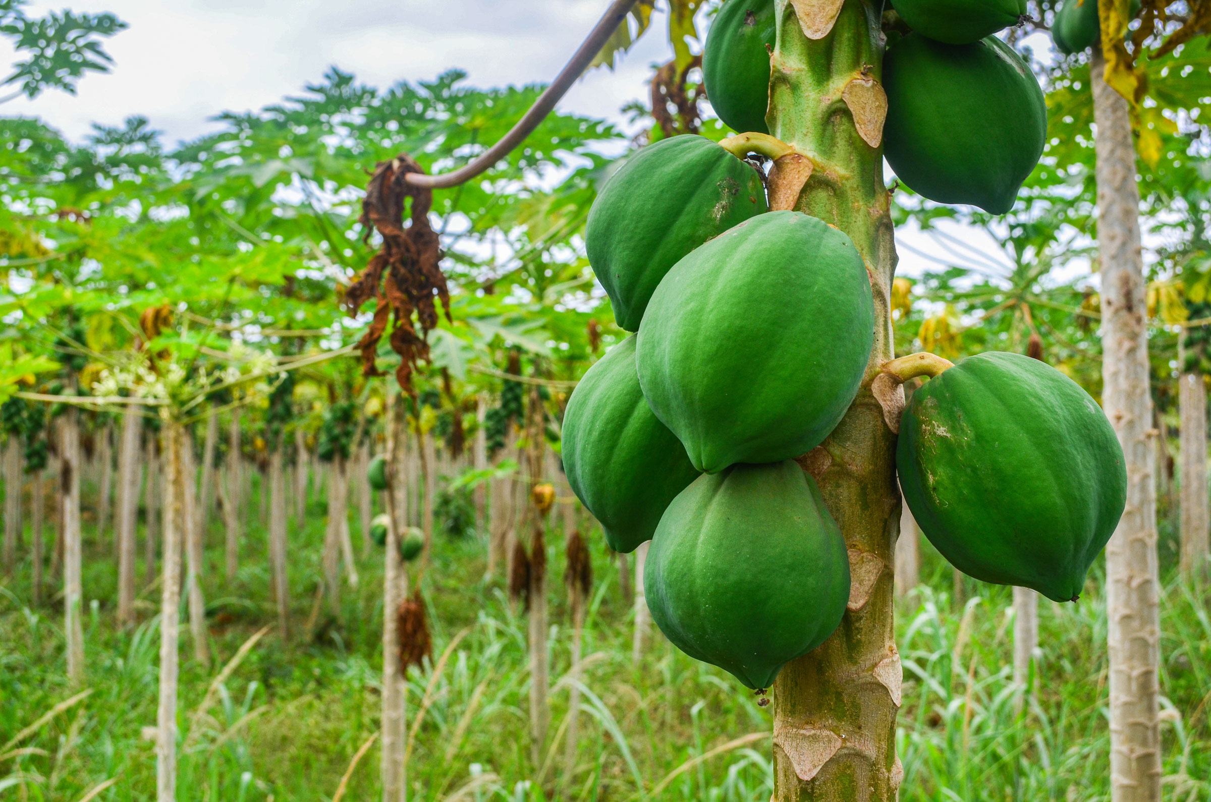 papaya plantation