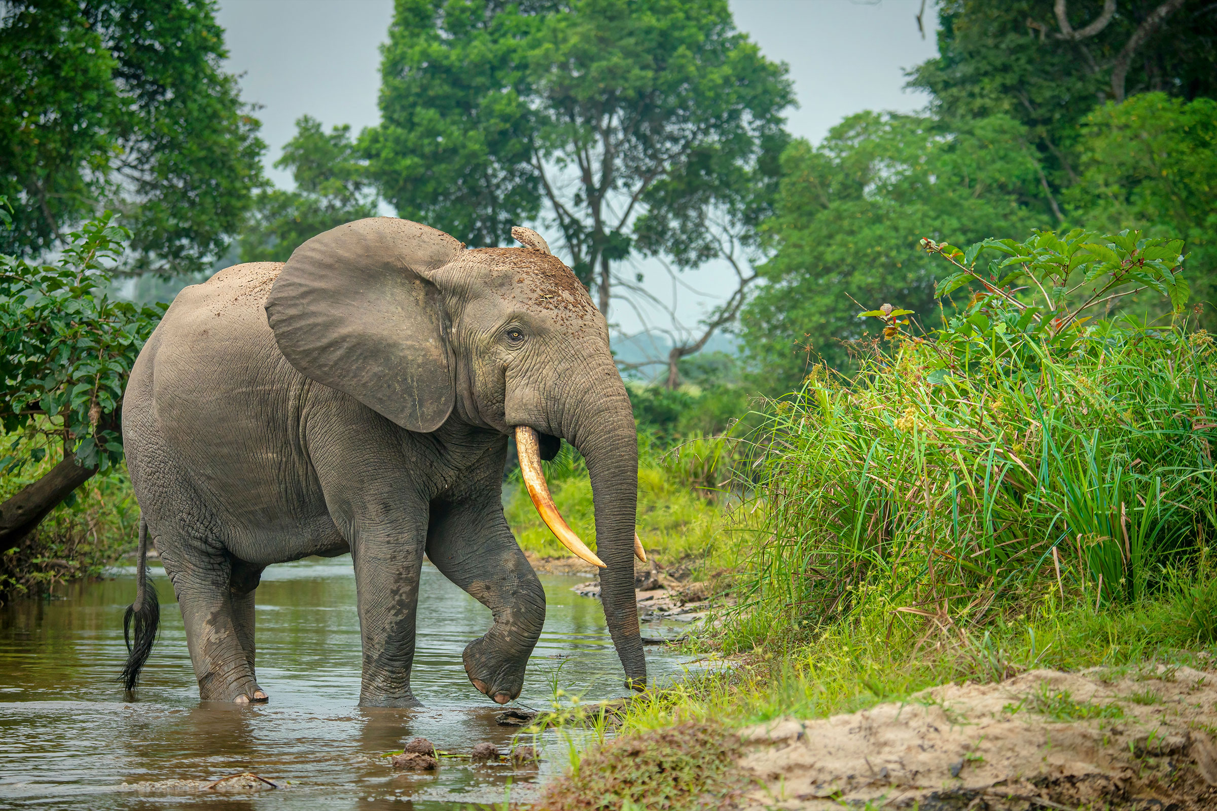 african forest elephant