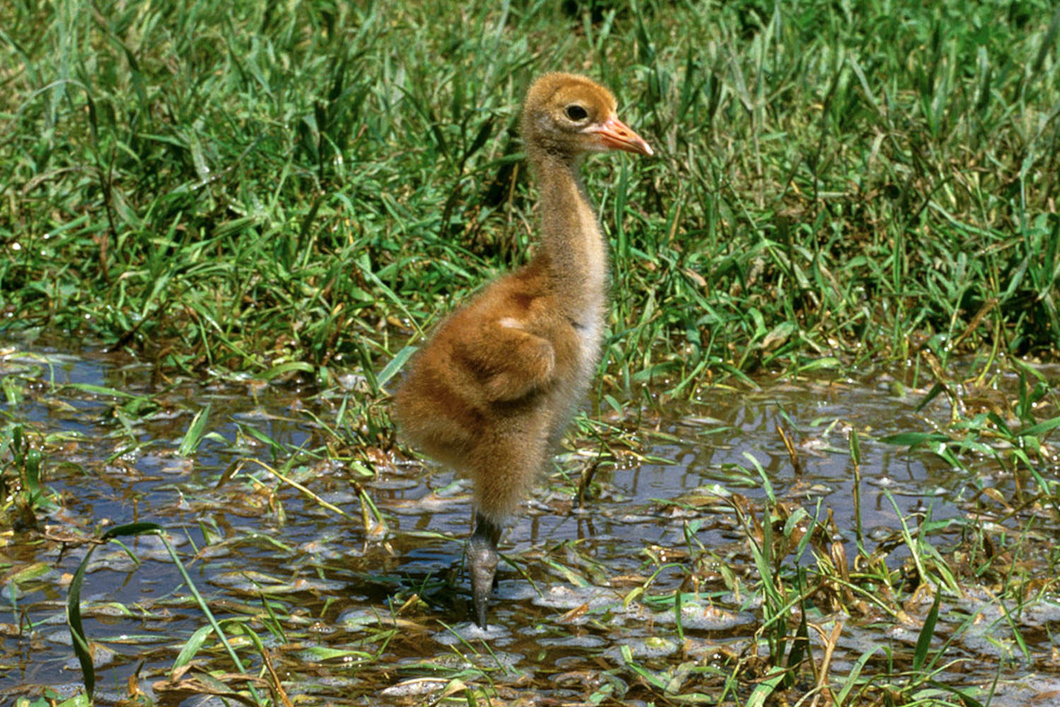 whooping crane chick
