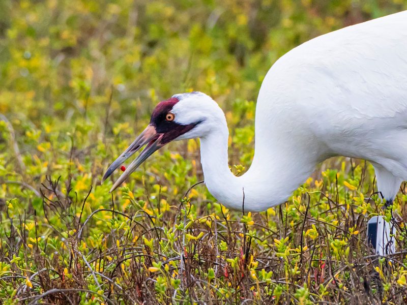 whooping crane