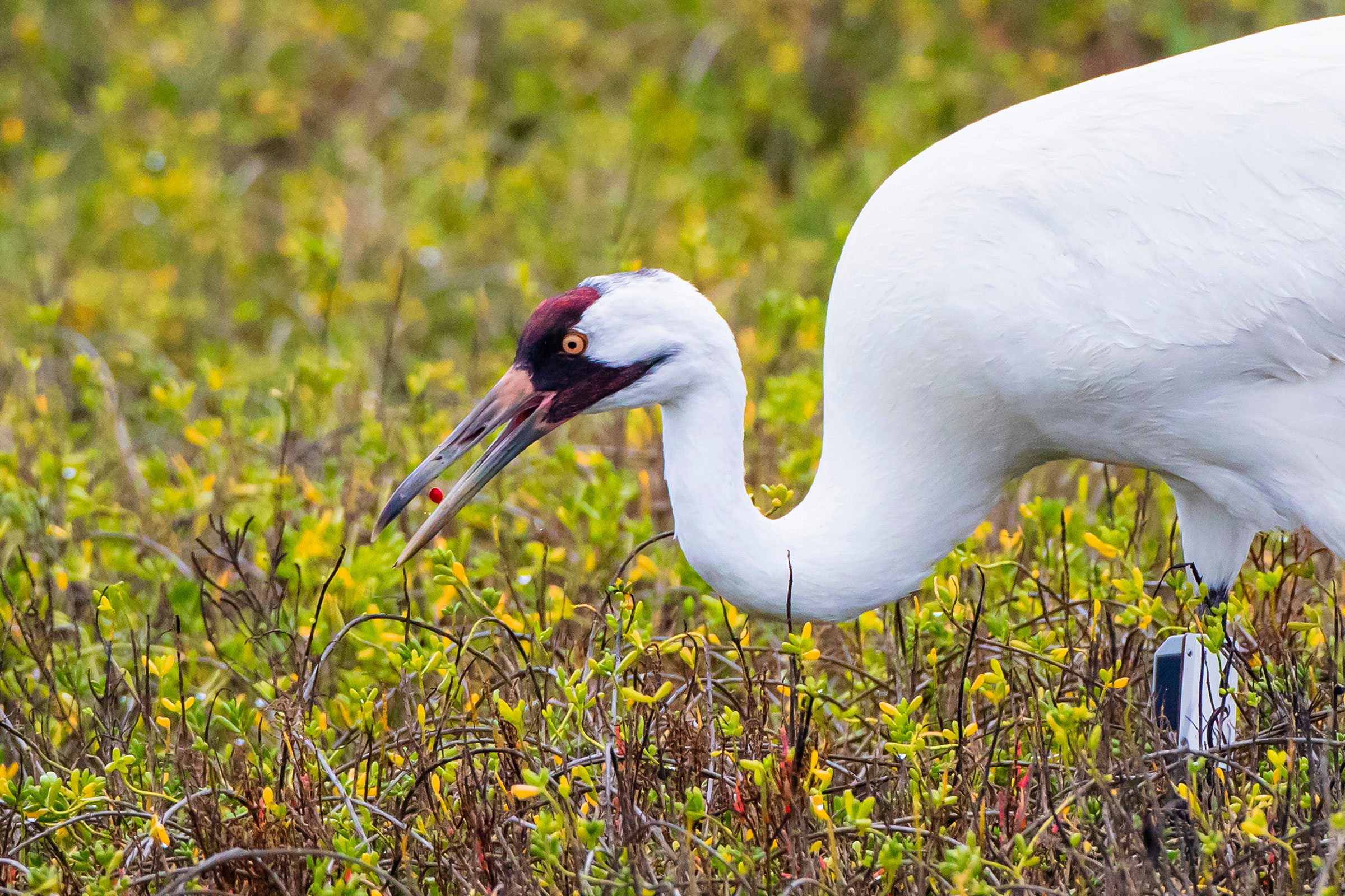 whooping crane