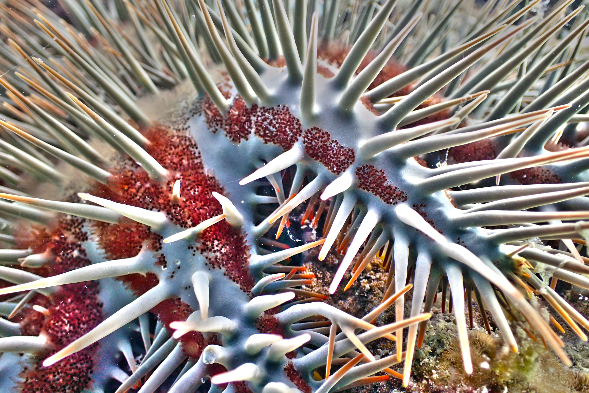 closeup of crown-of-thorns starfish