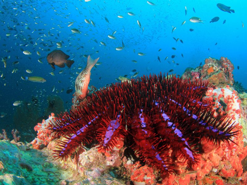crown-of-thorns starfish on a reef