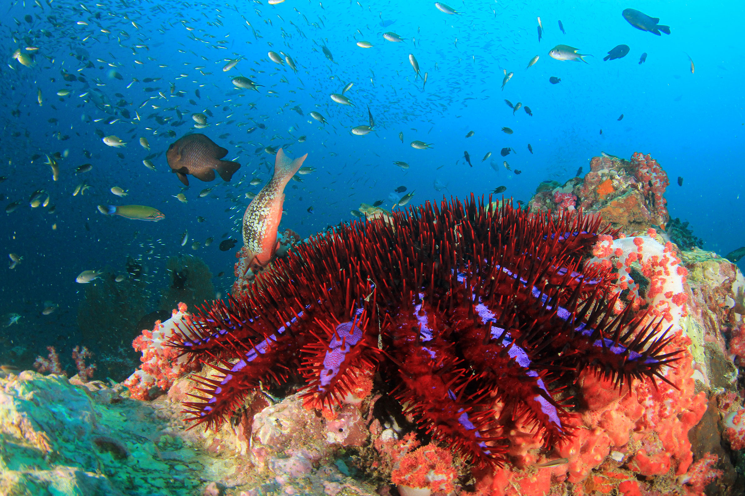 crown-of-thorns starfish on a reef
