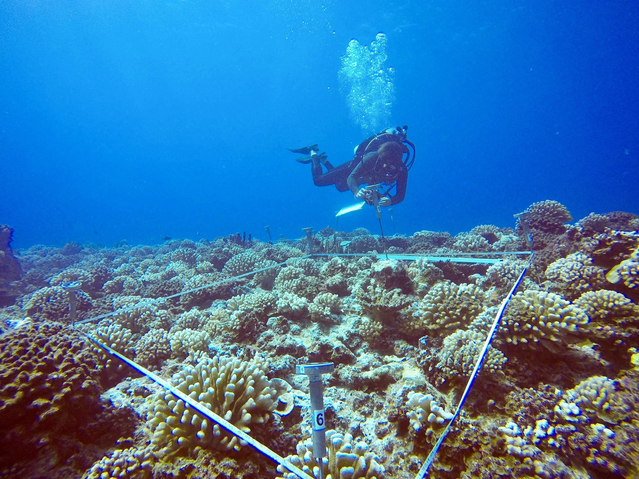 diver at coral reef