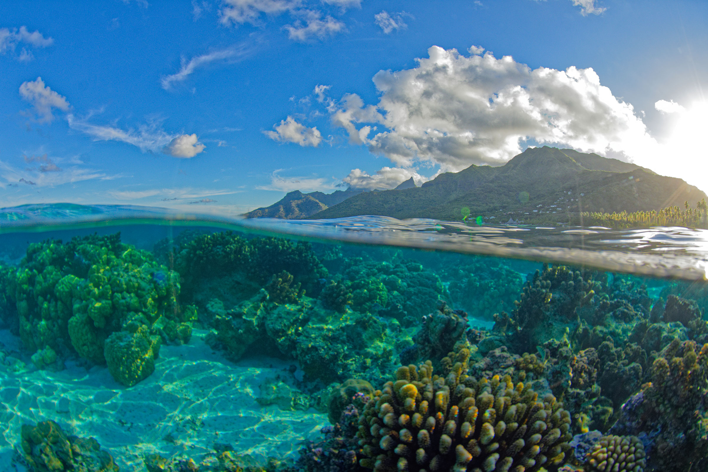 coral reef in Moorea, French Poynesia