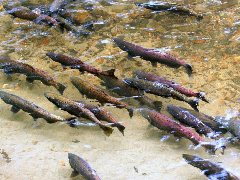 chinook salmon spawning in a river