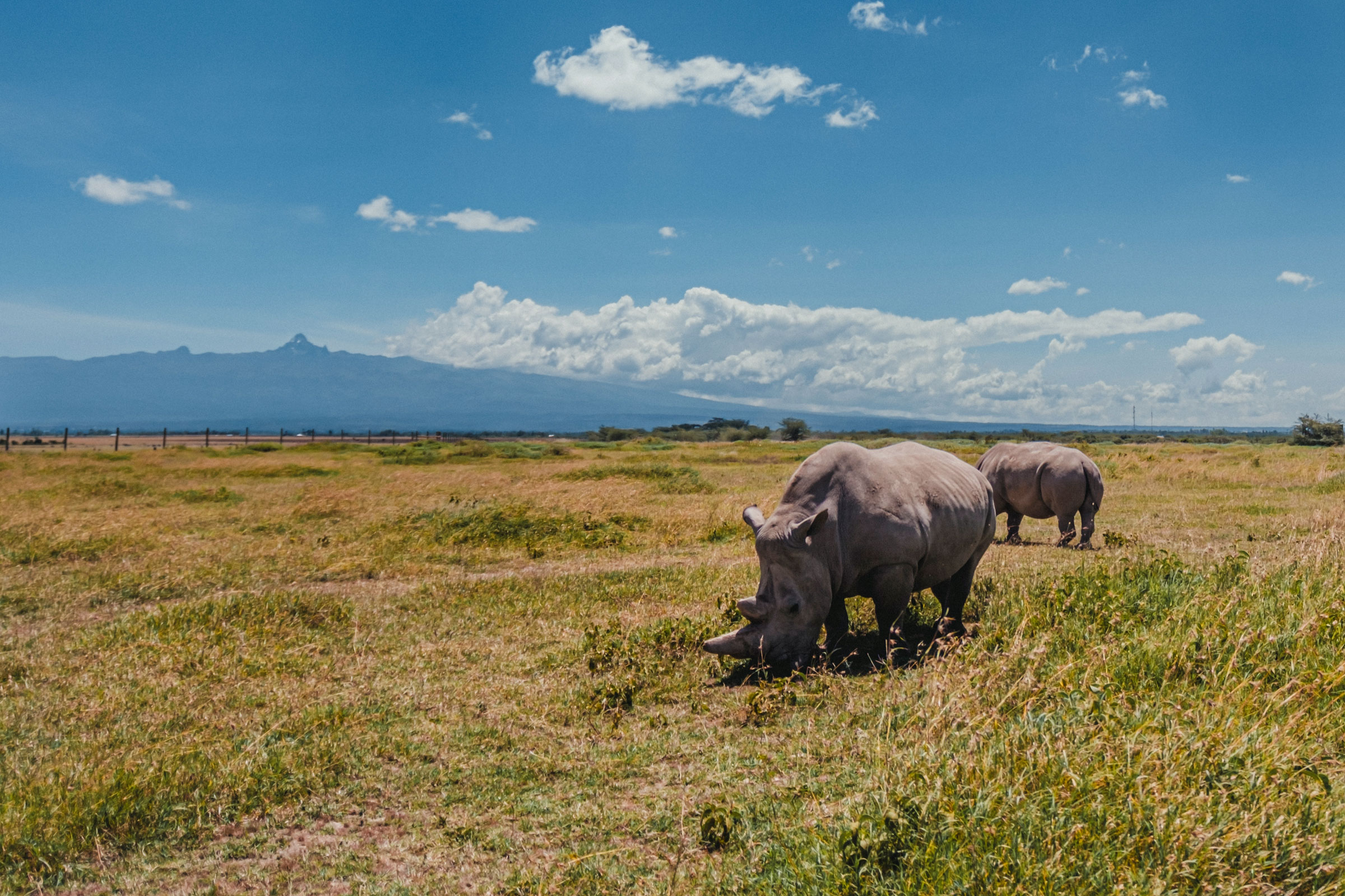 northen white rhinos