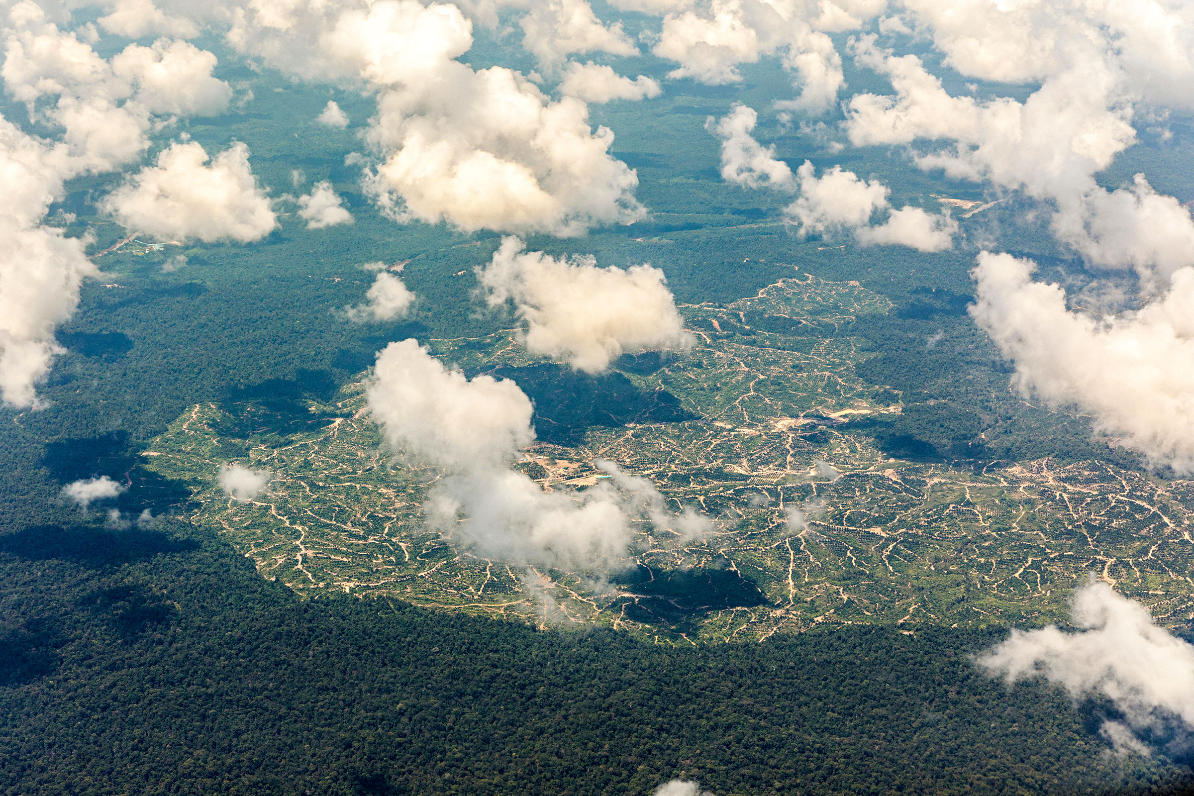 aerial photo of palm oil plantation
