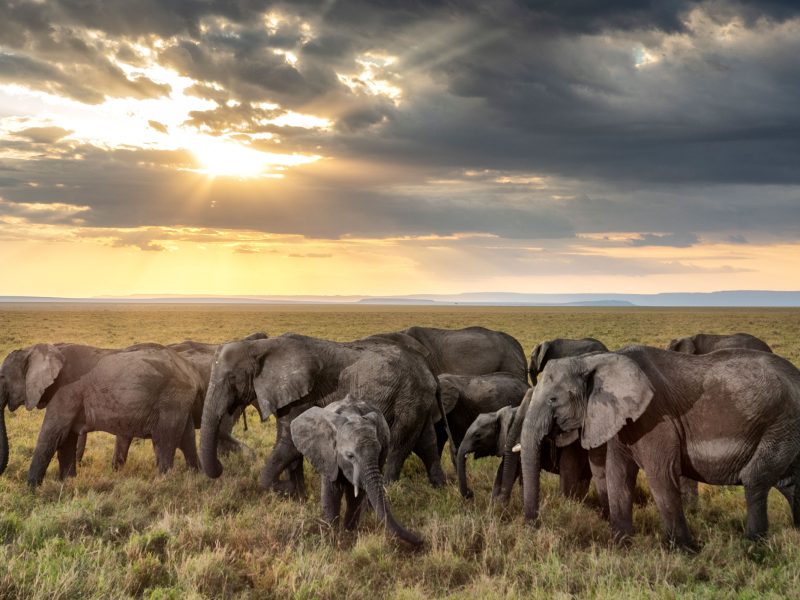 African elephants