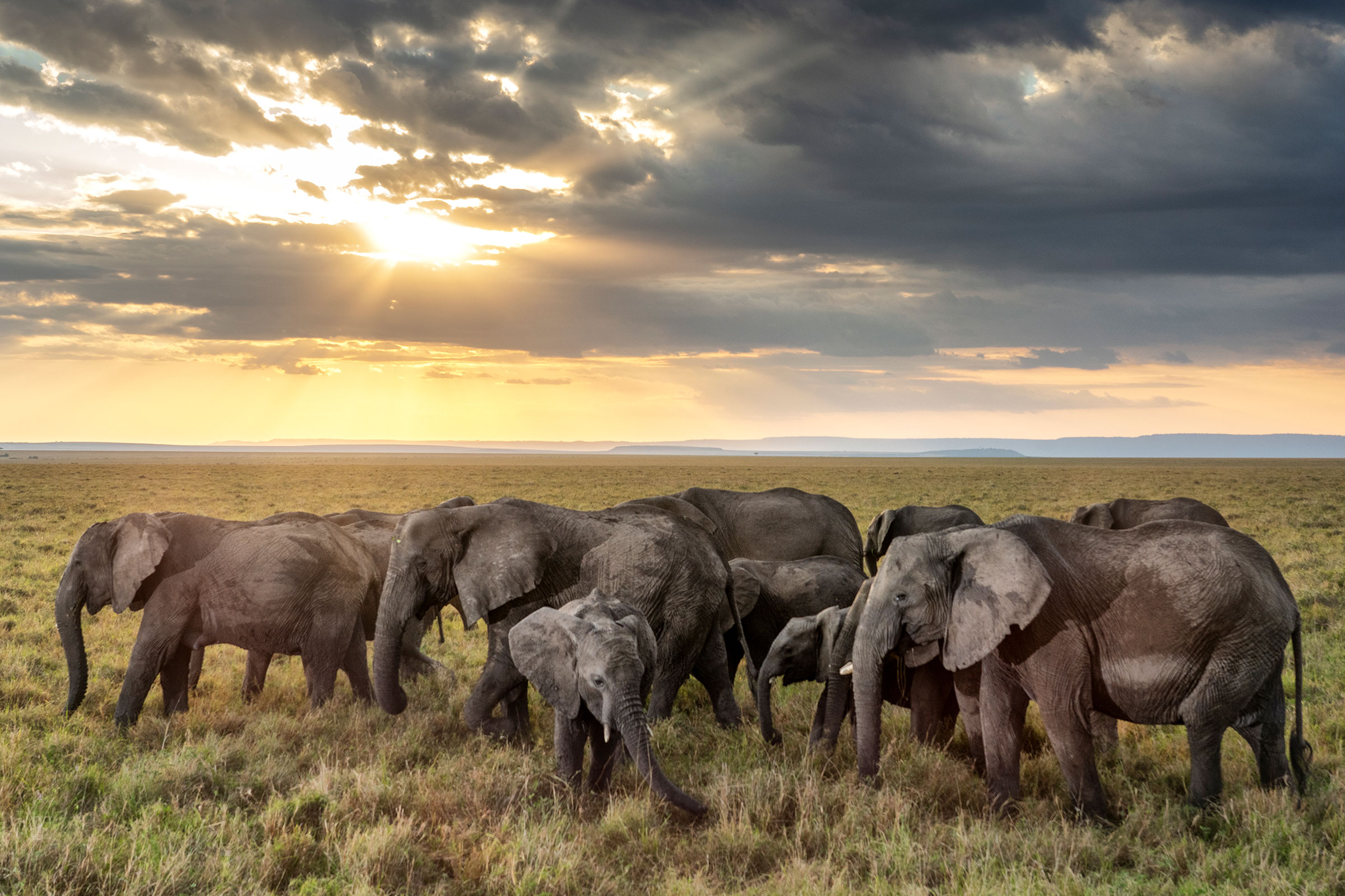 African elephants