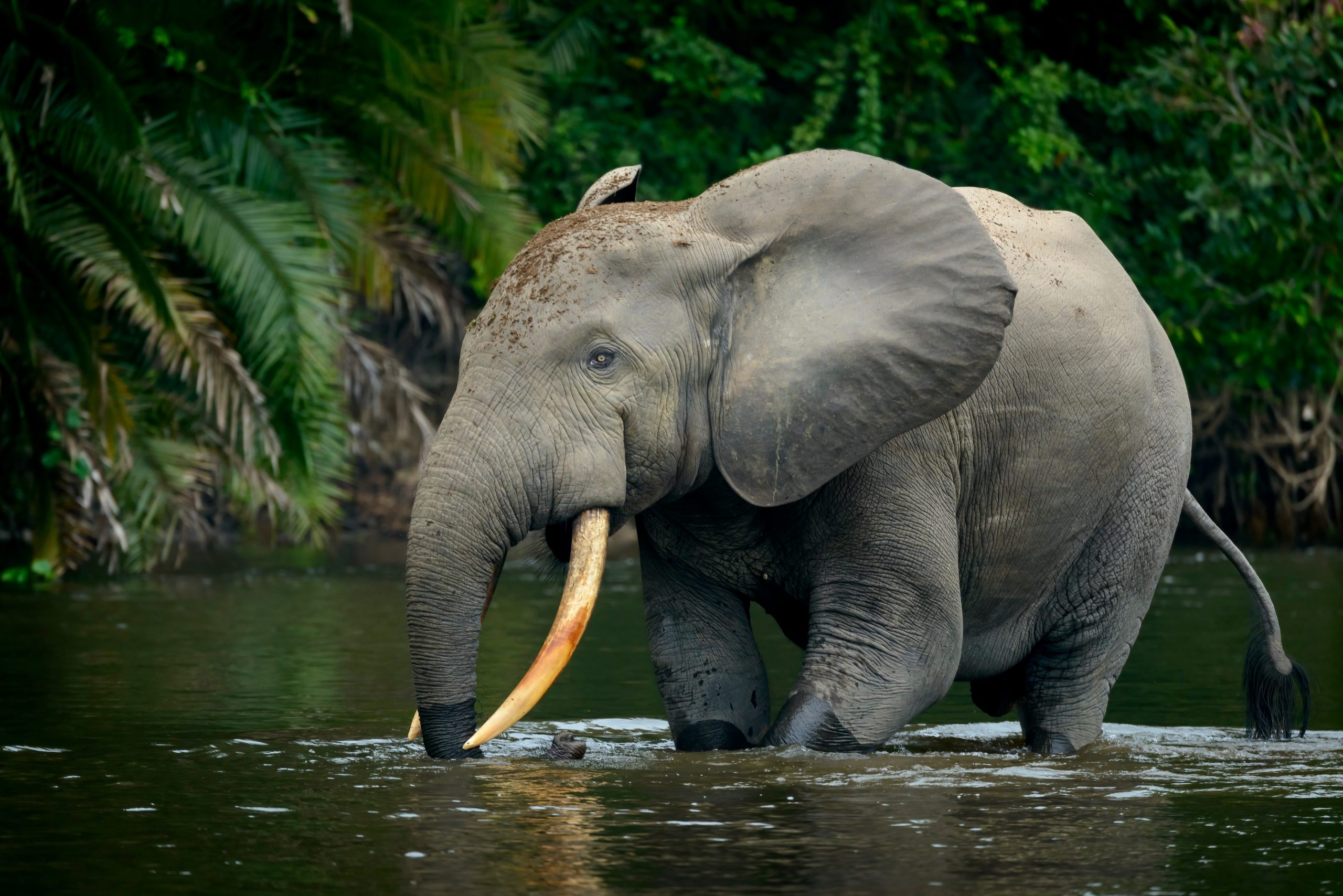 African forest elephant