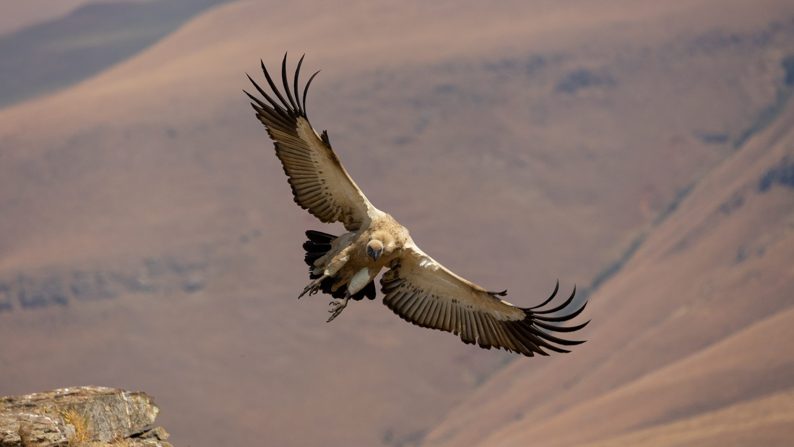 Cape Vulture With Wings Spread Open