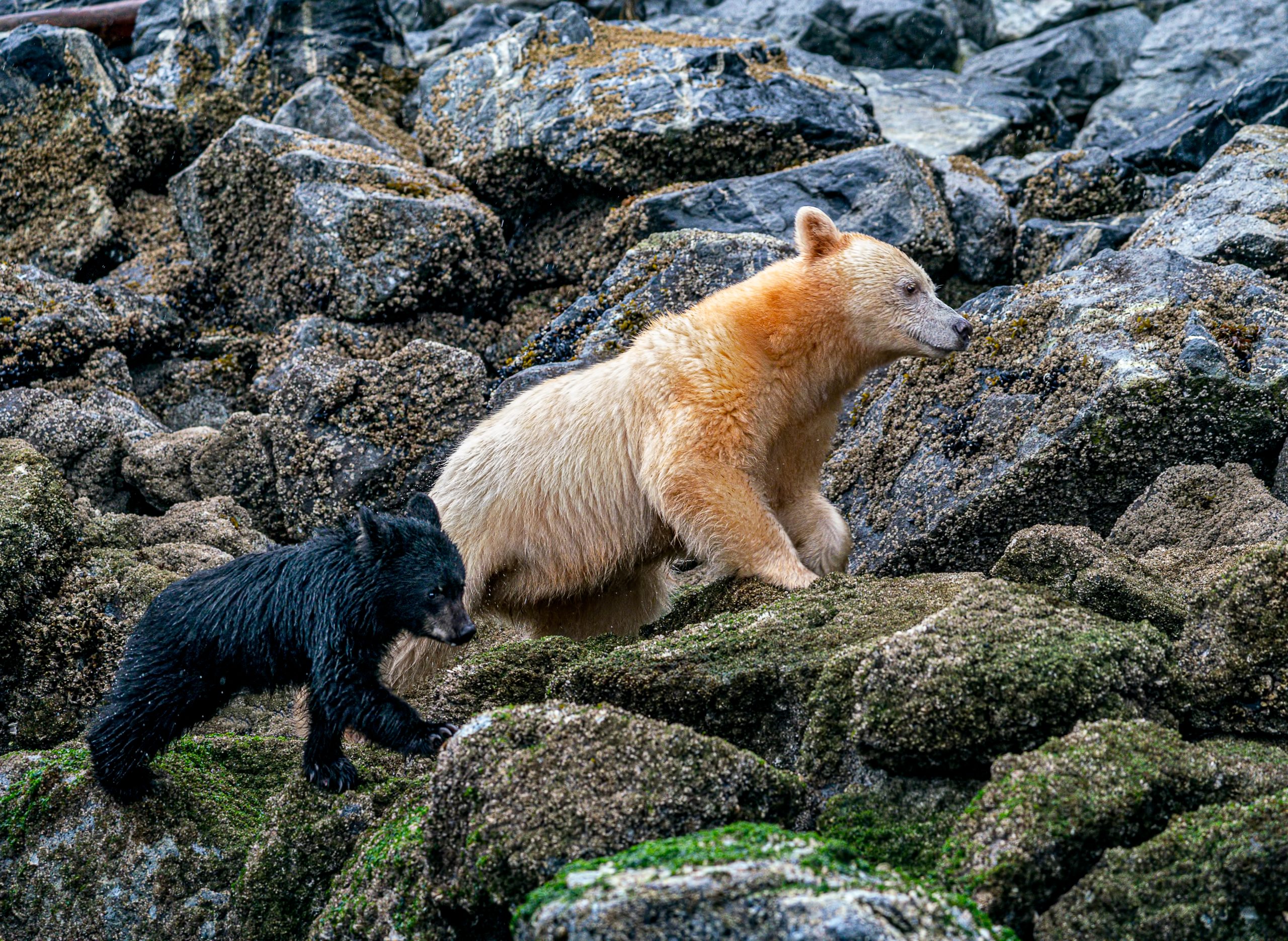 spirit bear and black bear cub