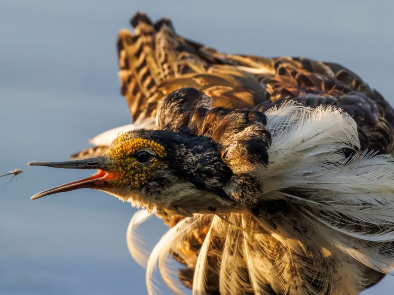 male ruff catching a mosquito