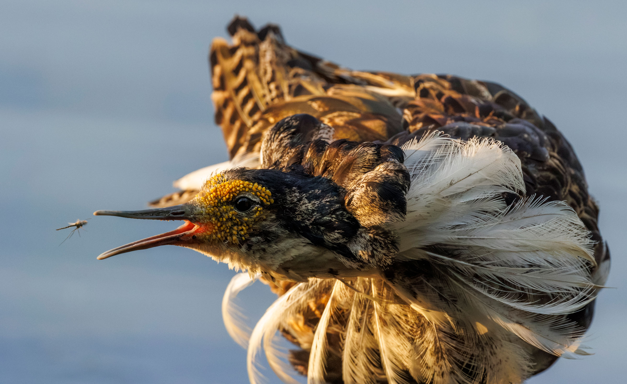 male ruff catching a mosquito