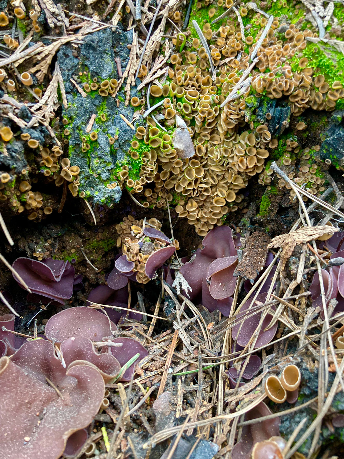 fungi growing after wildfire