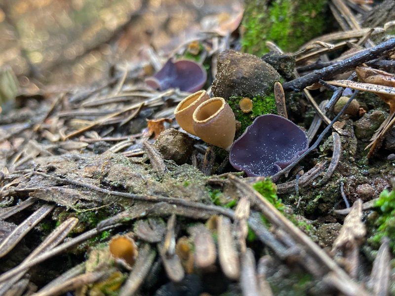 cup fungus growing after a wild fire