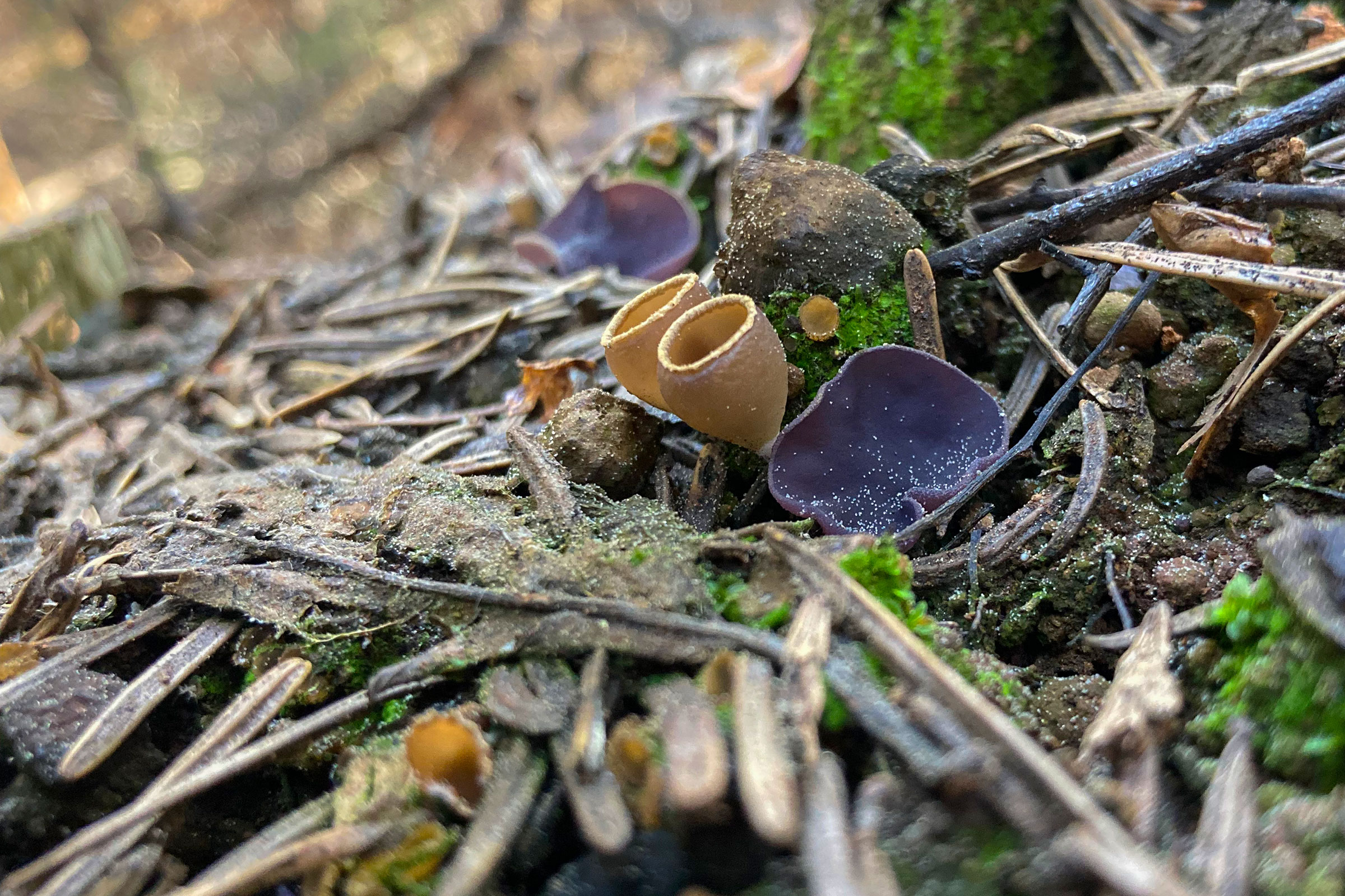 cup fungus growing after a wild fire