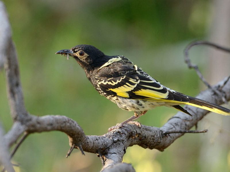 regent honeyeater