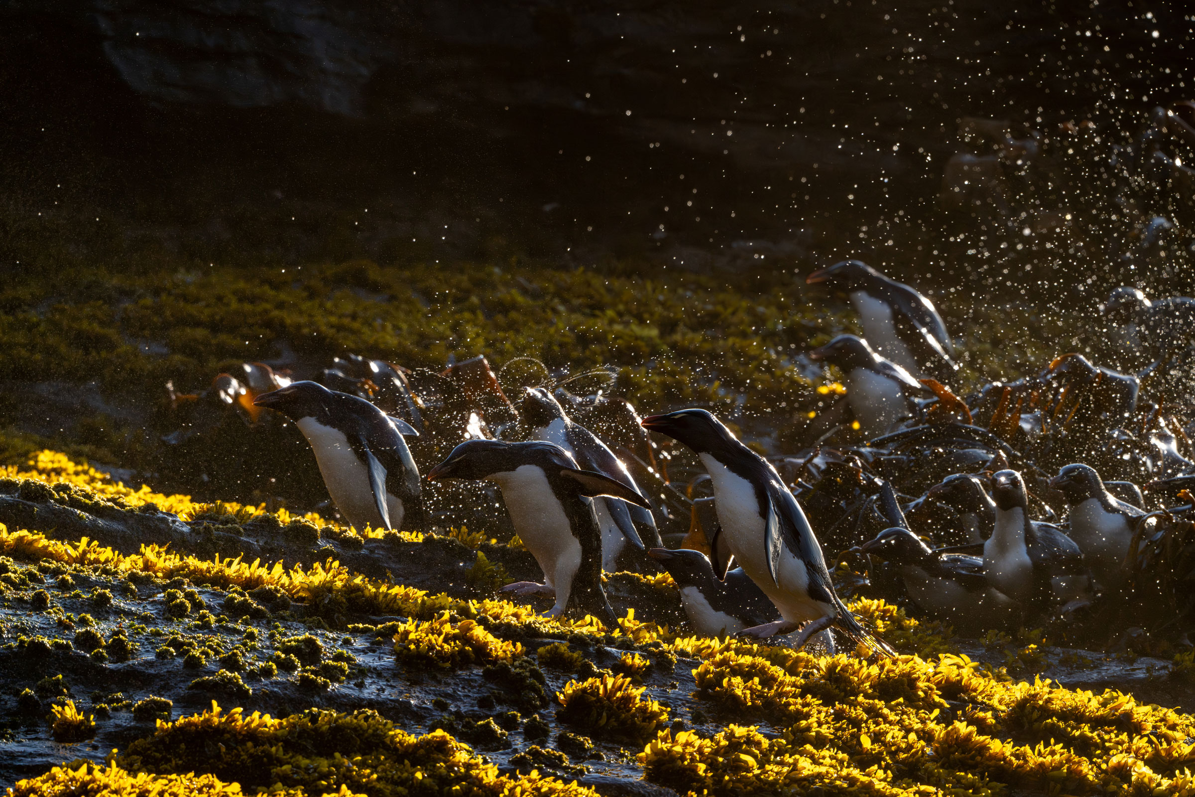 rockhopper penguins coming out of the ocean