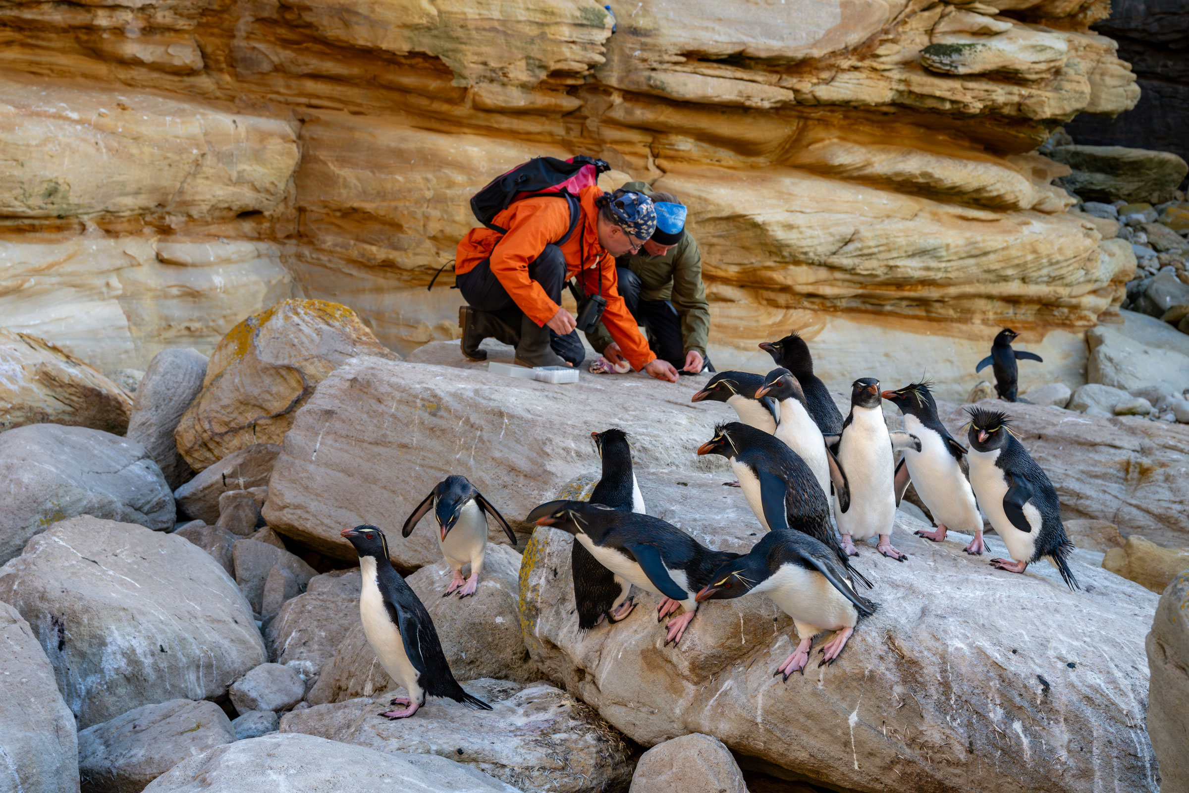Petra Quillfeldt and Juan Masello collect rockhopper penguin fecal samples on the rocks.