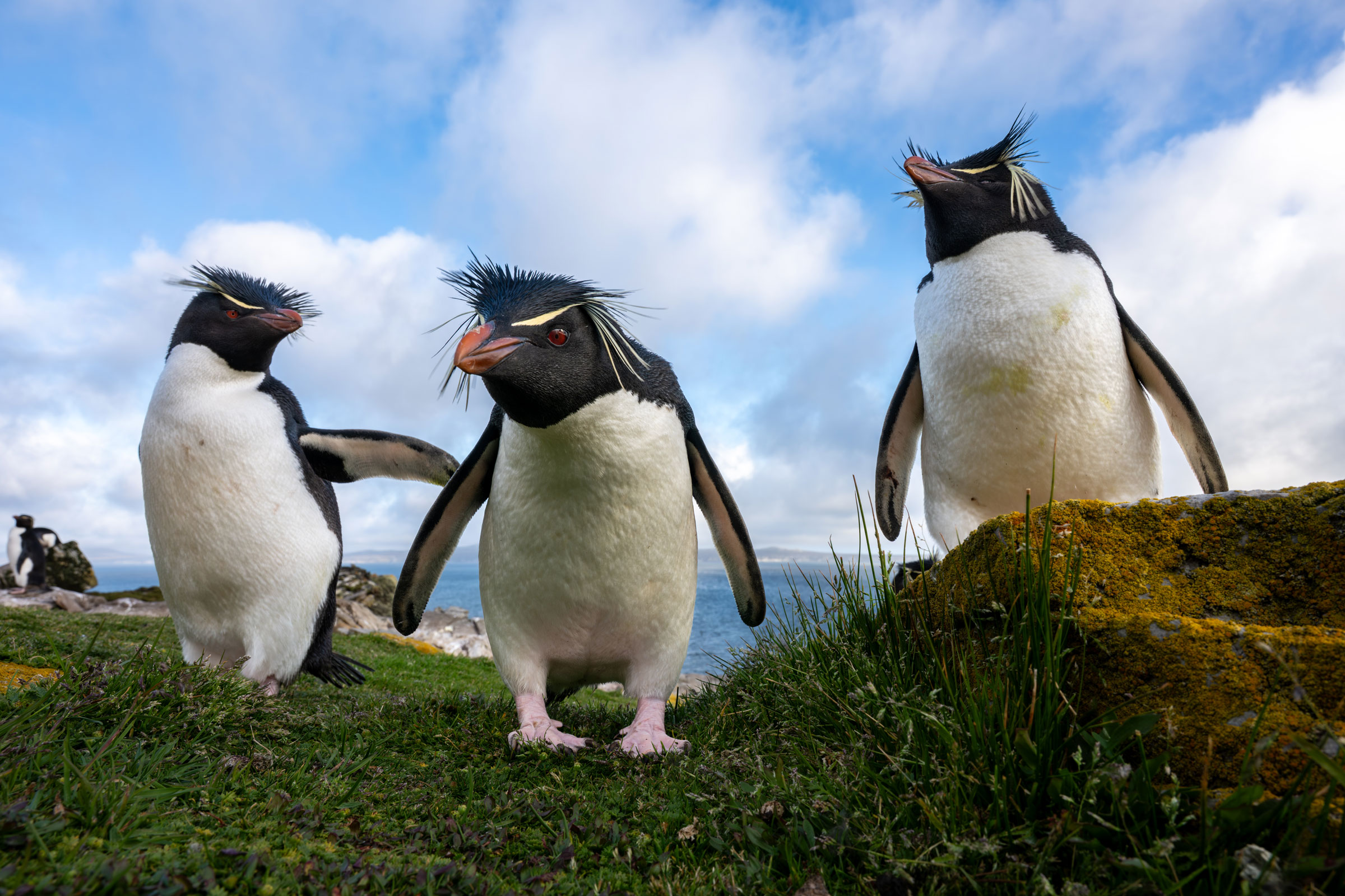 rockhopper penguins