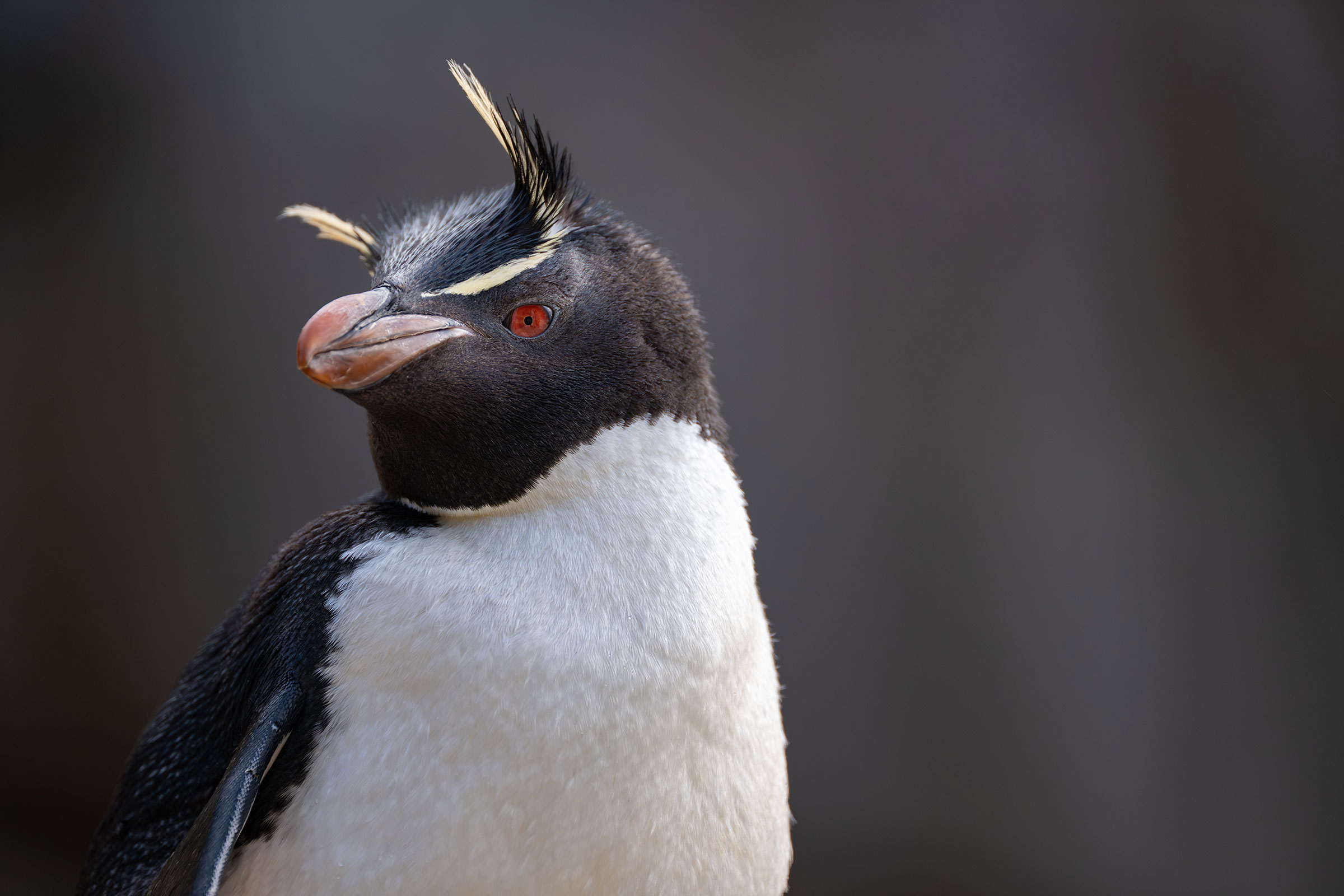 rockhopper penguin