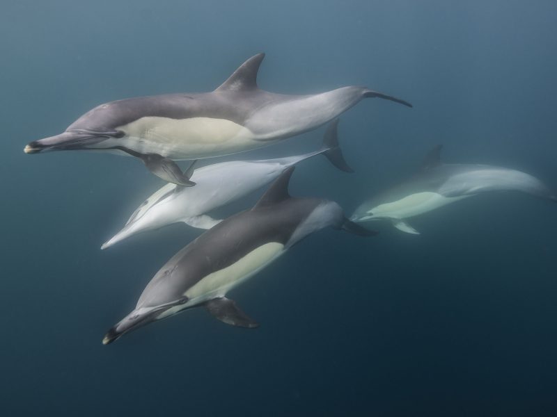 common dolphins
