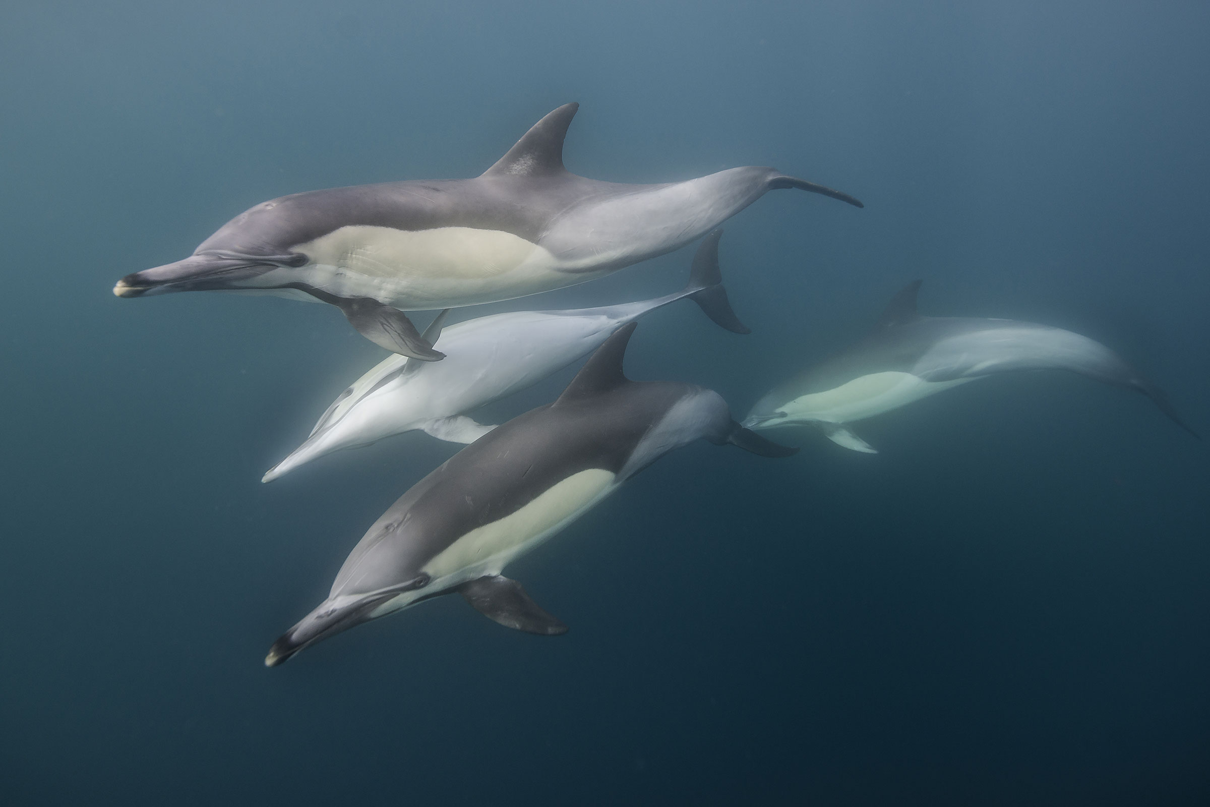 common dolphins