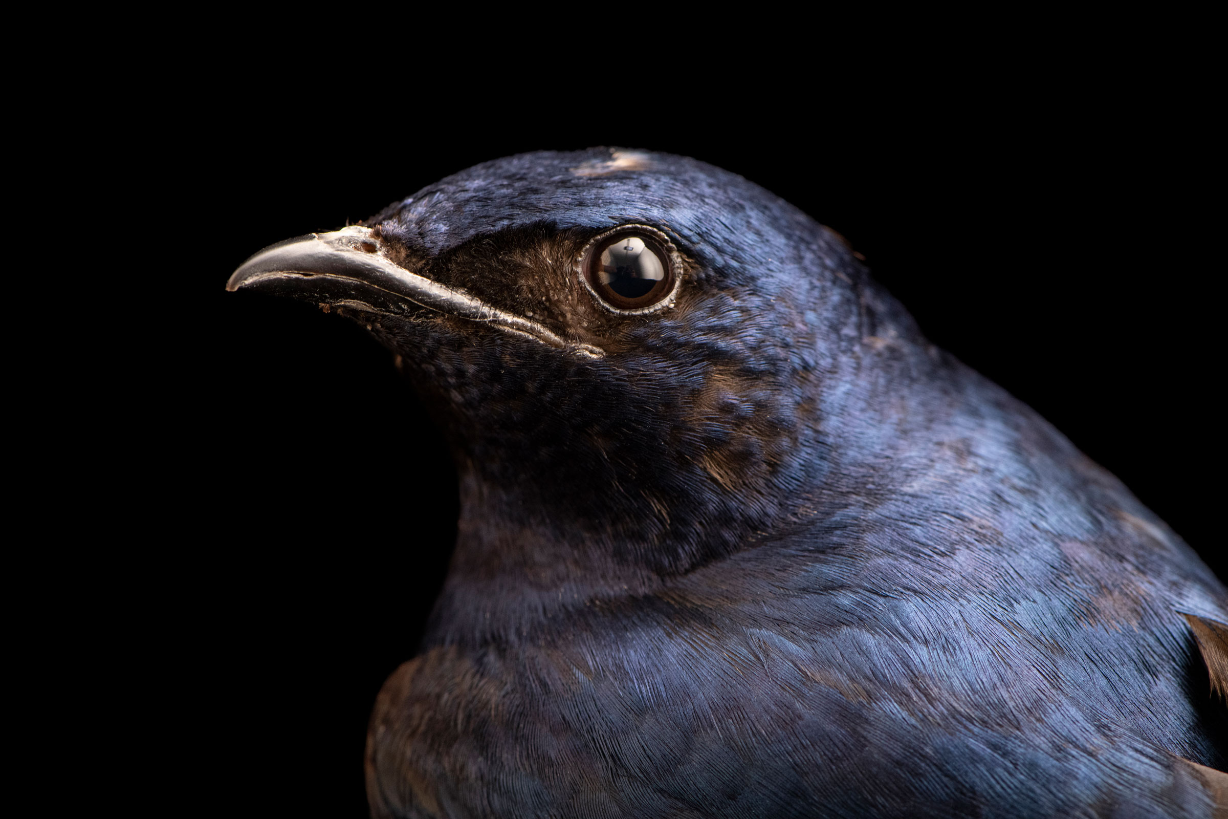 head portrait of a purple martin