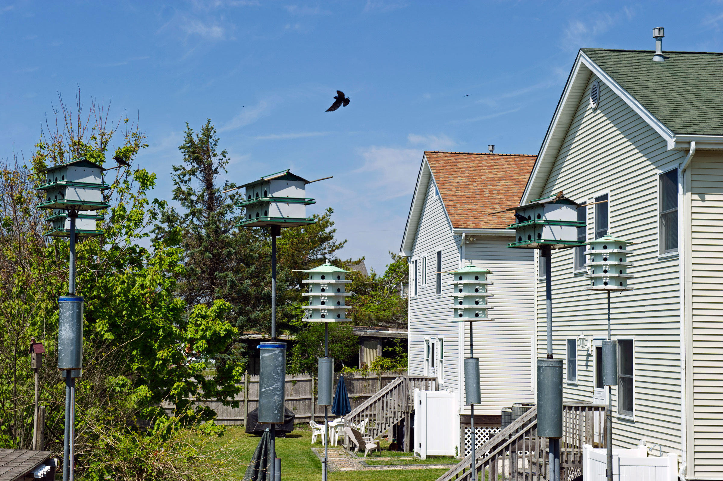 purple martin flies by bird houses in a yard